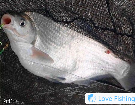 Selection Techniques For Fishing Rods, Fishing Lines, Floats