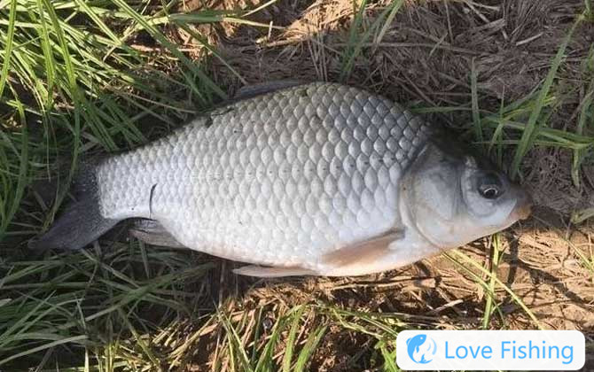 Crucian carp