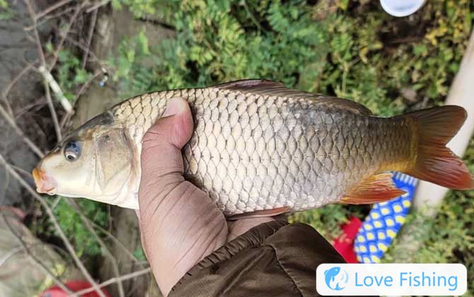 Carp