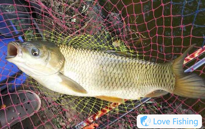 Grass Carp