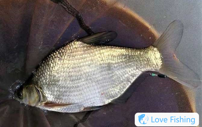 Silver carp
