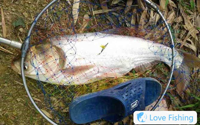 Bream