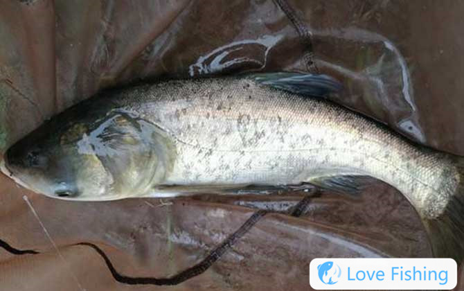 Tilapia