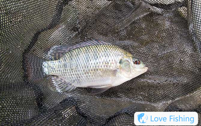 Dace