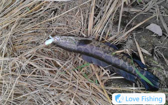 What Fish Is Suitable For Luye Fishing?