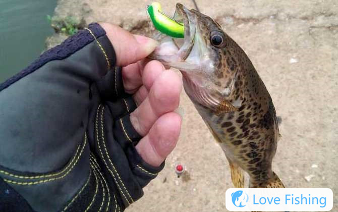 Mandarin fish