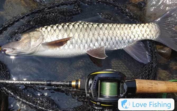 Military fish