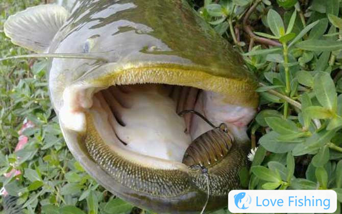 Catfish