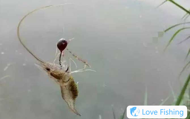 Traditional Fishing