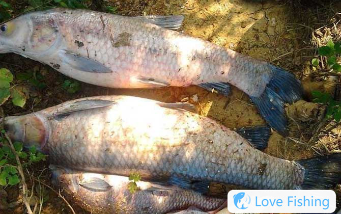How Many Grams Of Float Is Used To Catch Green Fish?