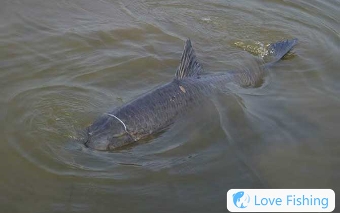 Fishing in green fish