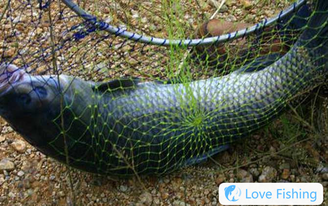 Fishing in green fish