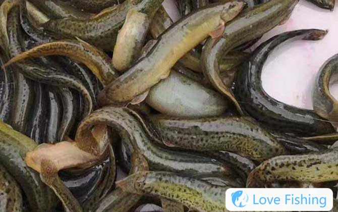 How Long Is The Appropriate Line For Fishing Loaches?