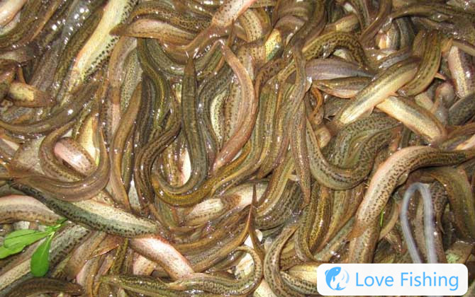 Fishing for loaches
