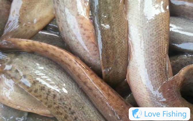 Fishing for loaches