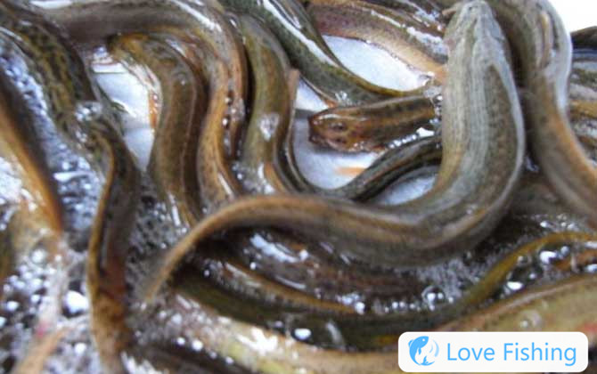 Fishing for loaches