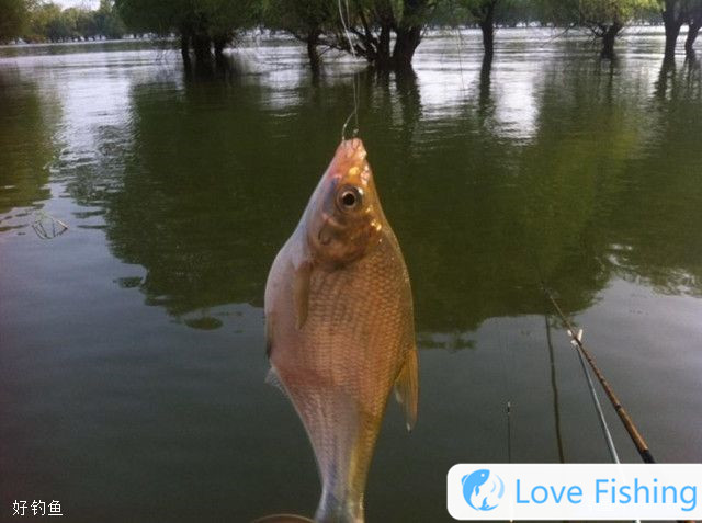 Summer fishing stalk fish__Summer fishing stalk fishing