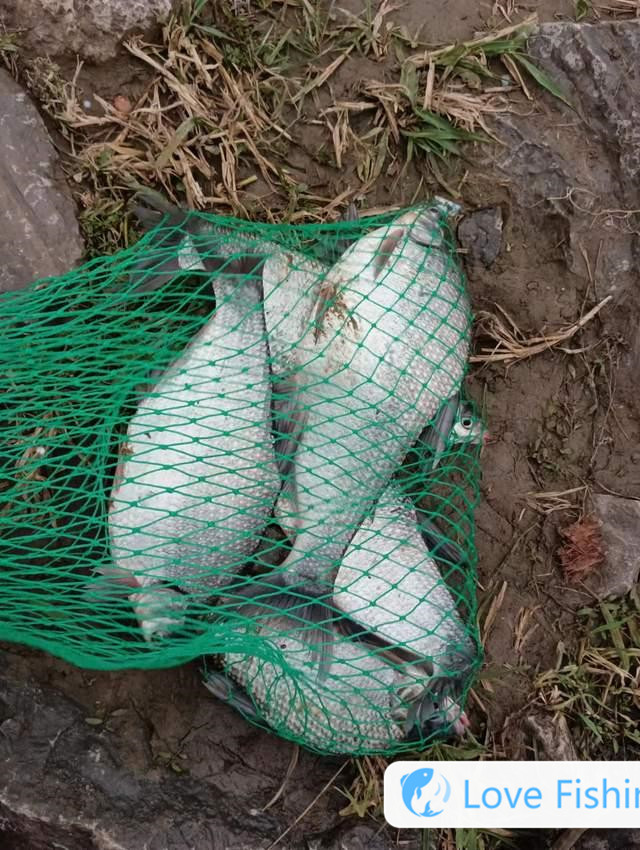 The Complete Guide To Fishing For Bream In The Wild Spring I