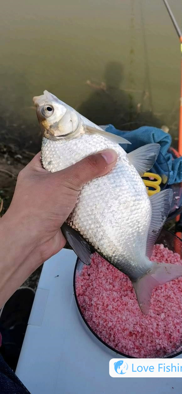 The complete guide to fishing breams in the dusk spring. Active in this water layer, one comes with a group of __The complete guide to fishing breams in the dusk spring. Active in this water layer, one comes with a group of