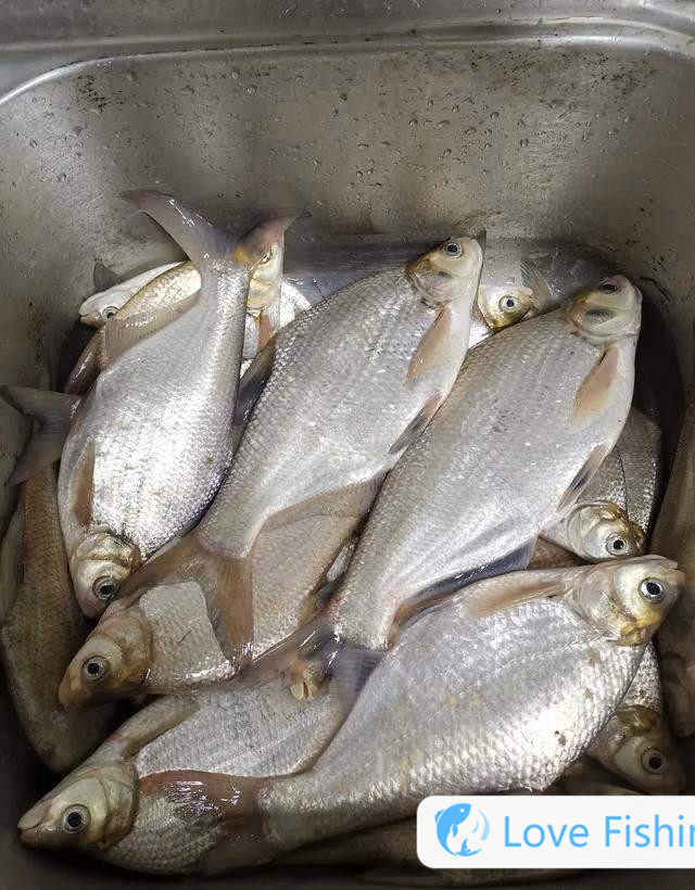 _All guide to fishing breams in the mid-spring wild, active in this water layer, one group of them, one group of them, one group of them, one group of them, one