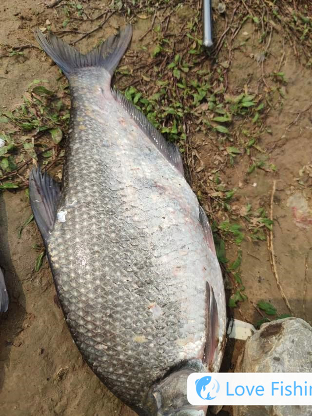 _All guide to fishing breams in the mid-spring wild, active in this water layer, one group of them, one group of them, one group of them, one group of them, one