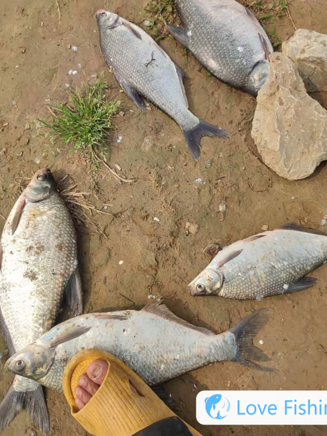 _All guide to fishing breams in the mid-spring wild, active in this water layer, one group of them, one group of them, one group of them, one group of them, one