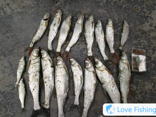 What to do if there are too many crucian carp fishes in winter__ Can crucian carp fishes in winter? Can crucian carp fishes in winter_ How to do if there are too many crucian carp fishes in winter_