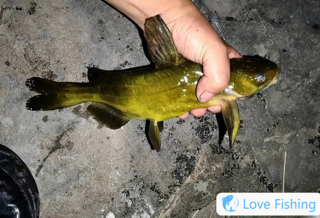 Can crucian carp be fished in winter_What to do if there are too many crucian carp fishes in winter_