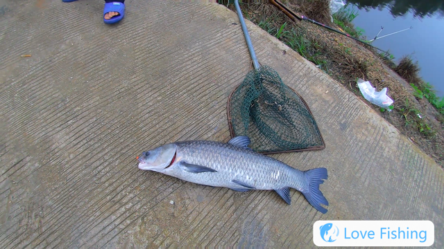 What to do if there are too many crucian carp fishes in winter__ Can crucian carp fishes in winter? Can crucian carp fishes in winter_ How to do if there are too many crucian carp fishes in winter_