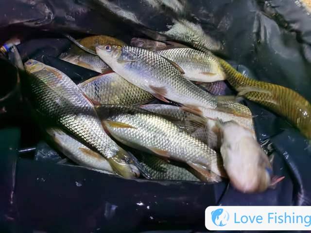 Can crucian carp be fished in winter_What to do if there are too many crucian carp fishes in winter_