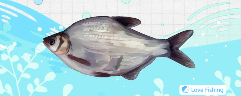Bottom fishing mullet__Floating bream fishing method