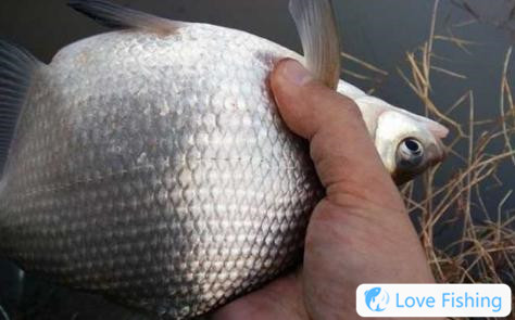 The best season for fishing for snail fish__When is the best time for fishing for bream