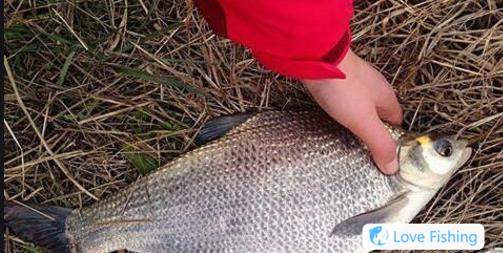 _When is the best time for fishing for bream_Work fishing for dace