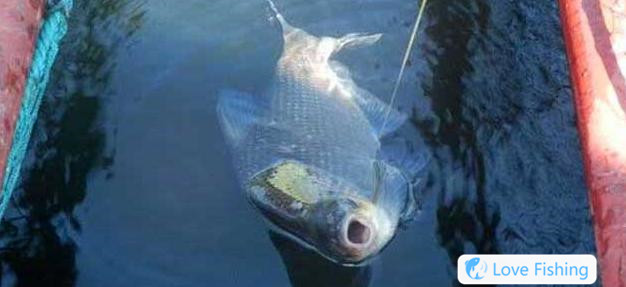 When is the best time for fishing for bream__Work fishing for dace