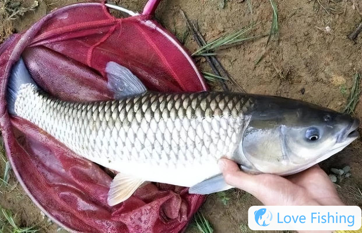 What kinds of fishing hooks are there__What kinds of fishing hooks are there