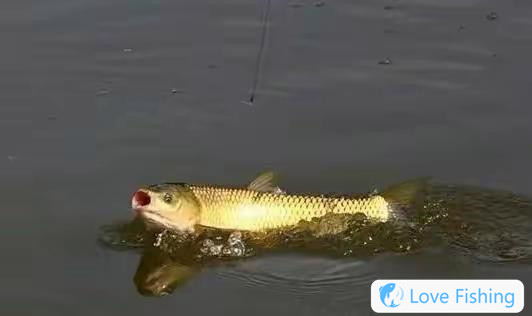 _Changde Yuanjiang bream fishing skills_Spring grass carp bream fishing skills