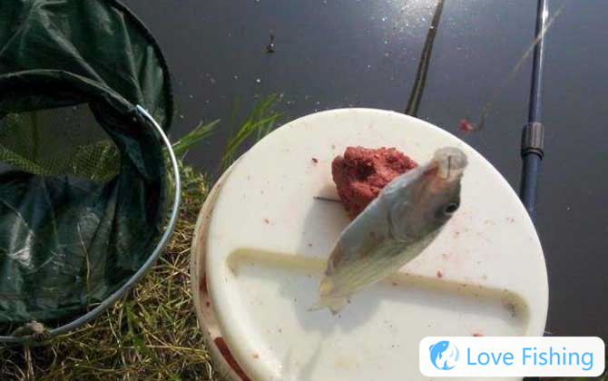 Fishing crucian carp