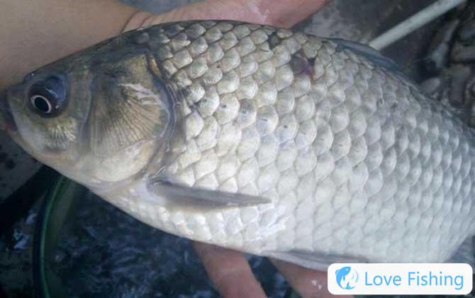 Fishing crucian carp