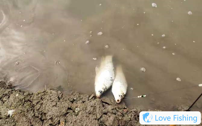 Fishing crucian carp
