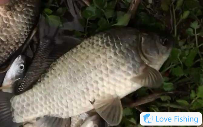 Fishing crucian carp