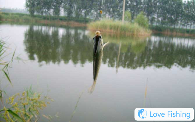 Which Is Easier, Traditional Fishing, Taiwan Fishin