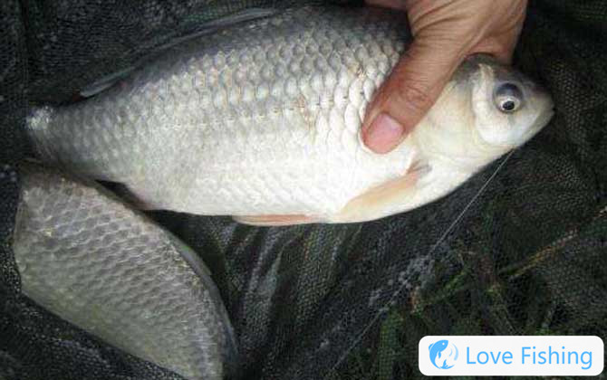 Taiwan Fishing