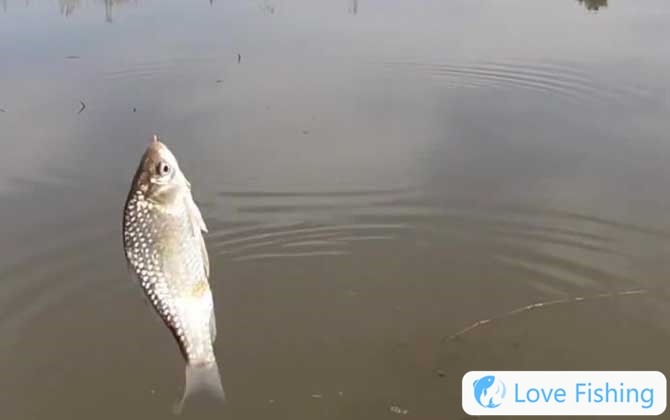 Complete Collection Of Fishing Terms And Explanatio