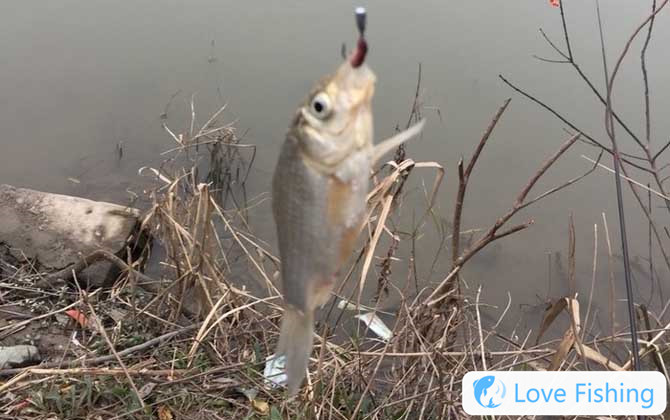 Taiwan fishing
