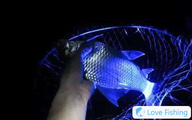 Night fishing