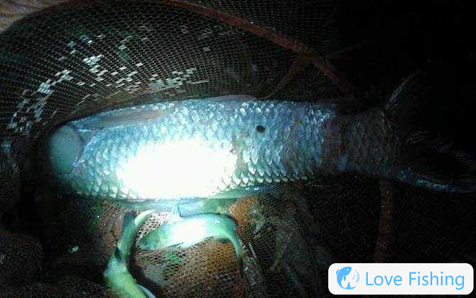 Night fishing