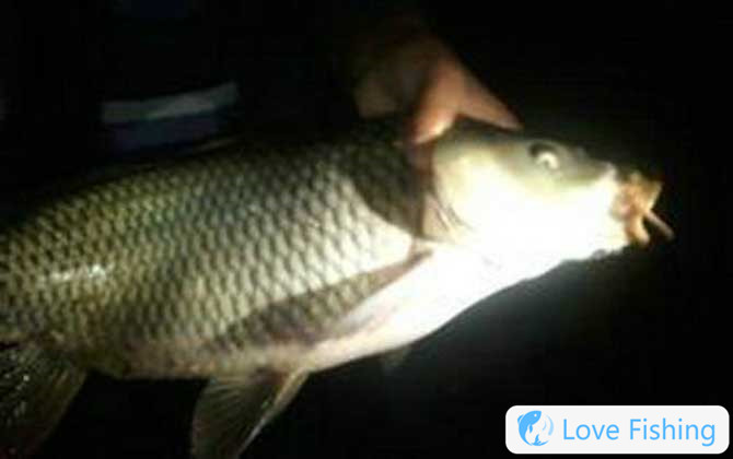 Night fishing