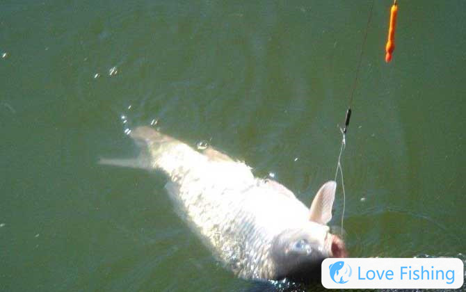 Carp