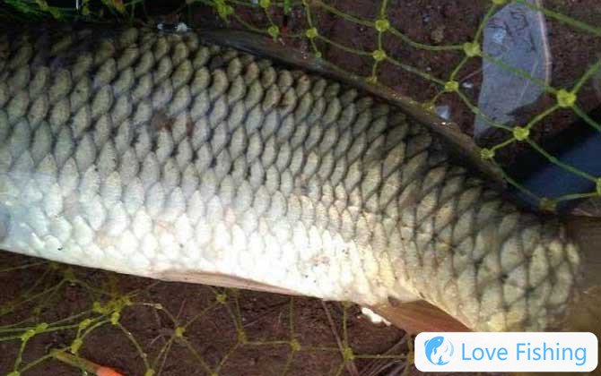 Carp