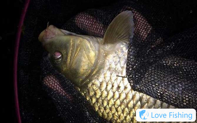 Carp